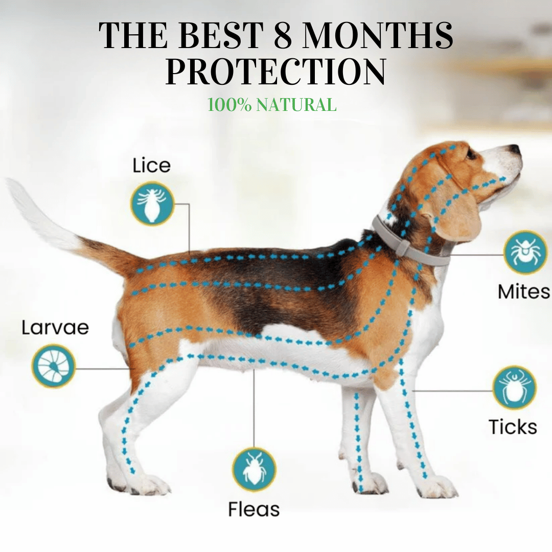 BIO COLLAR 8 Months Protection against Flea Tick PetShielded